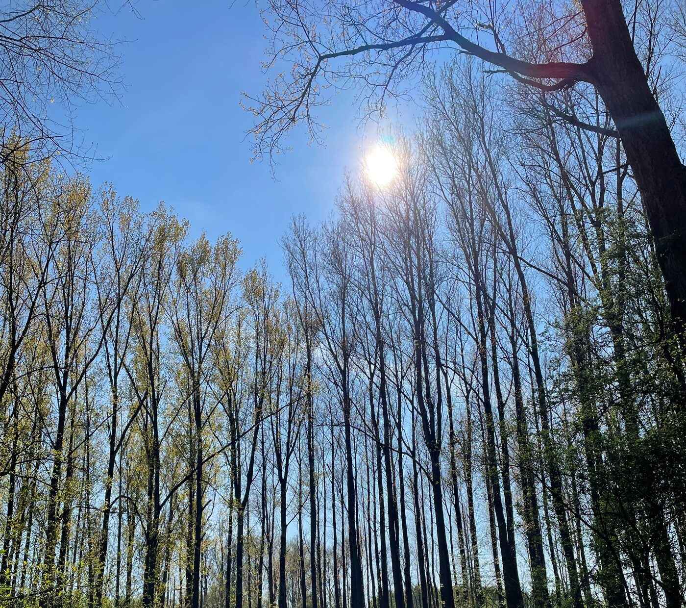 Hohe, kahle Pappeln vor blauem Himmel, die Sonne scheint zwischen den Stämmen hindurch