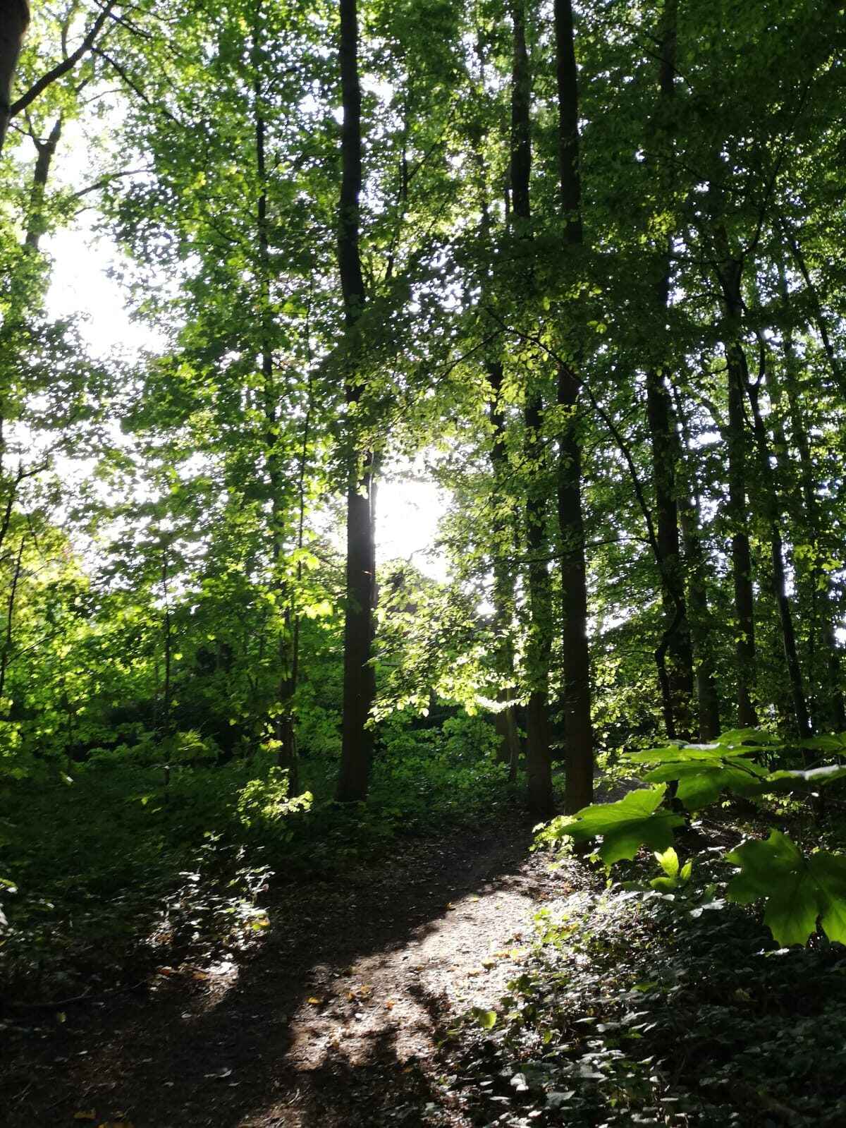 Ein schmaler Waldweg, auf den durch die Blätter Sonnenlicht fällt